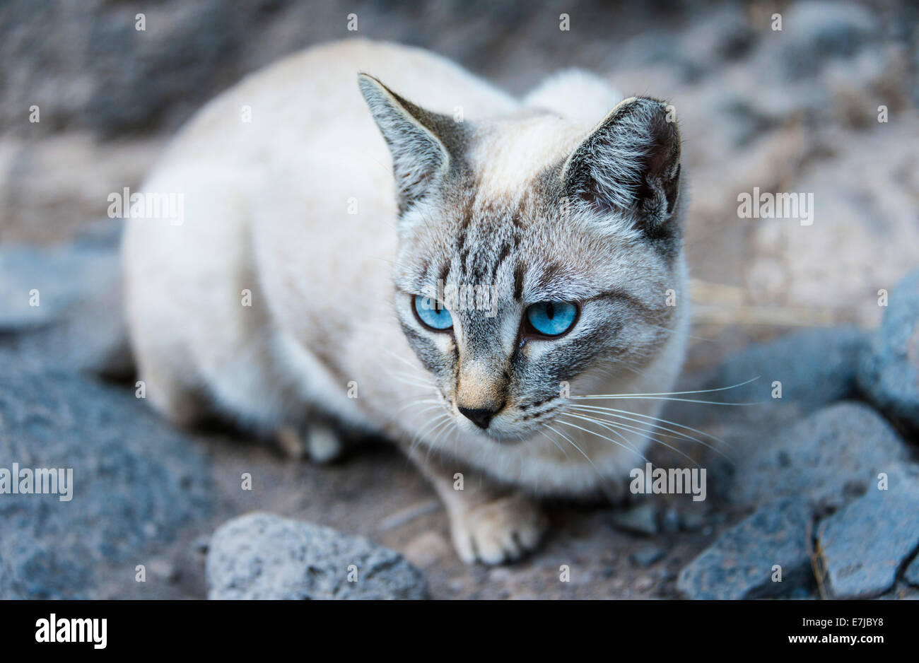 Katze mit blauen Augen und hellem Fell, Teneriffa, Kanarische Inseln, Spanien Stockfoto