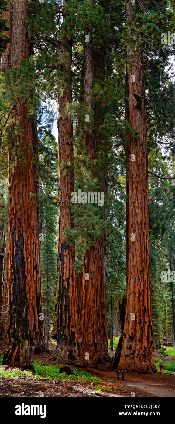 Der Senat, eine Gruppe von riesigen gigantischen Sequoia Bäumen (Sequoiadendron Giganteum), mit staunenden Besucher, Sequoia National Park Stockfoto