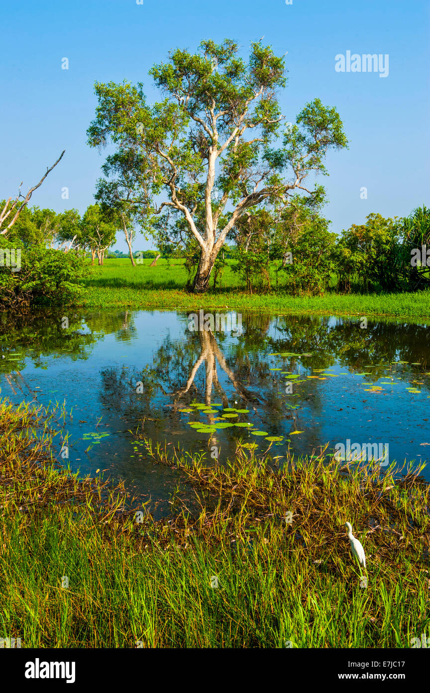 Kleiner See, Kakadu-Nationalpark, Northern Territory, Australien Stockfoto