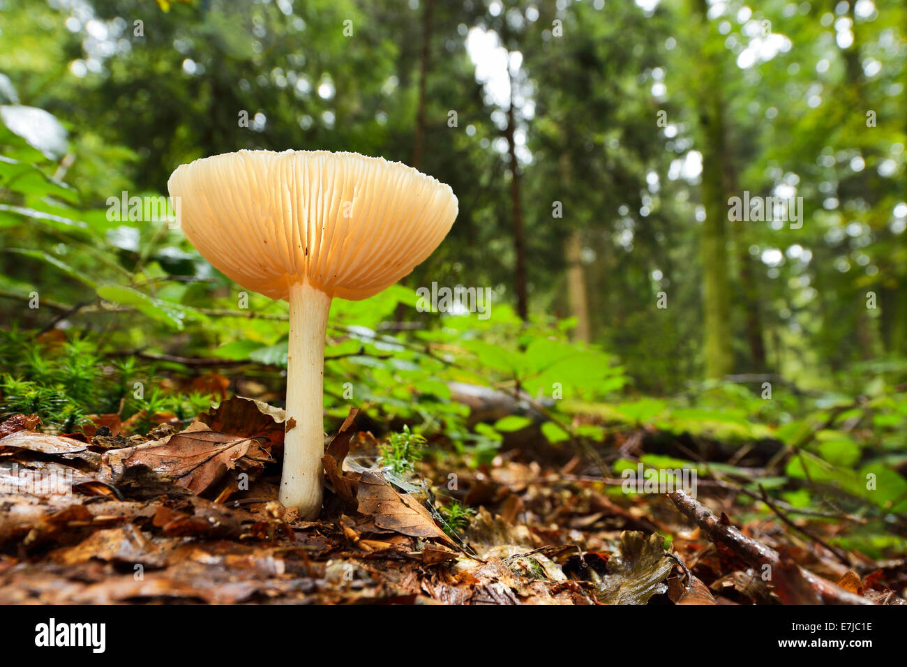 Clitocybe Gibba Pilz, Schweiz Stockfoto