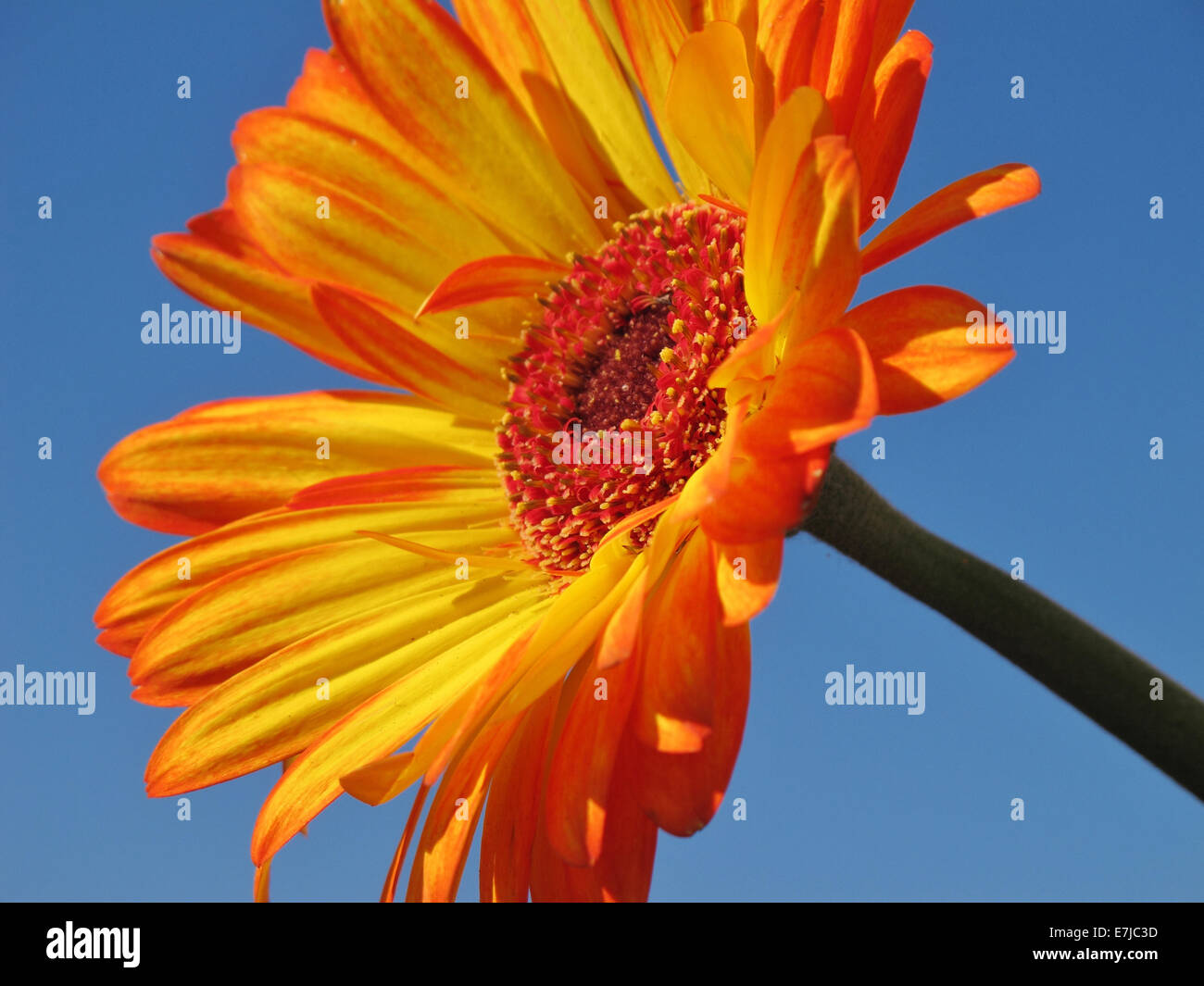 Pflanzen, Blumen, Gerbera, blühen, gedeihen, Blütenblätter, gelb, Detail, Himmel, blau Stockfoto