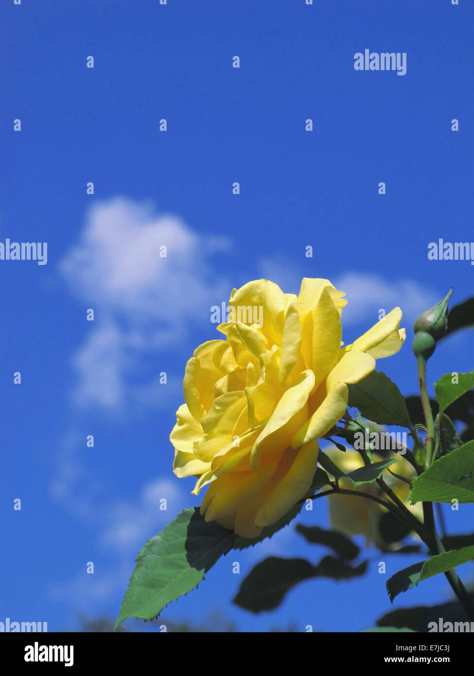 Pflanzen, Blume, Rose, gelb, blühen, gedeihen, Blätter, Detail, Himmel, blau, Knospe Stockfoto