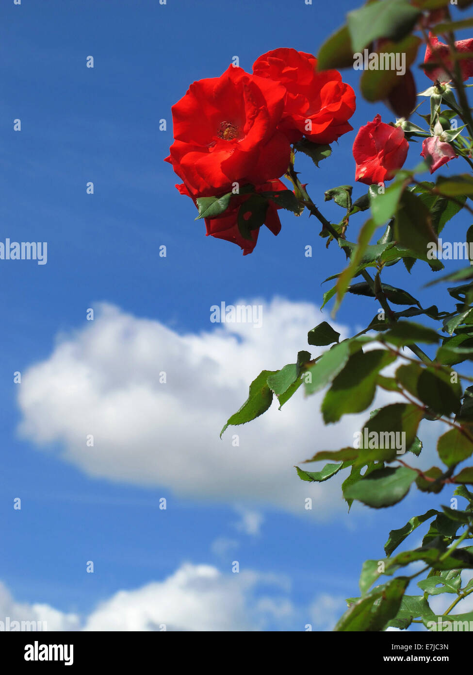 Pflanzen, Blumen, Rosen, rot, Blätter, Blüten, blüht, Rosenbusch, Himmel, blau, Wolken Stockfoto