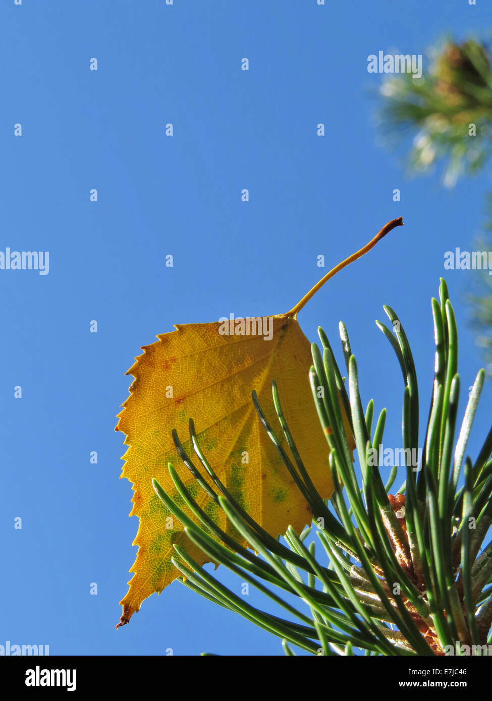 Pflanzen, Blätter, gelb, Kiefer, Zweig, Anordnung, Birke, Herbst, Himmel, blau Stockfoto