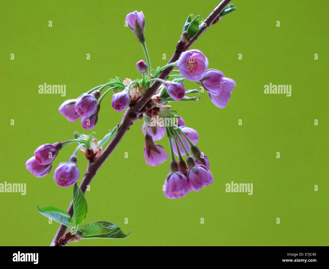 Pflanzen, Blüten, blüht, Zweig, Frühling, Kirschenblüten, Detail, rosa, Hintergrund, grün, Blätter, Stockfoto