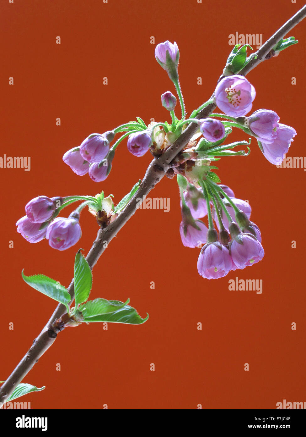Pflanzen, Blüten, blüht, Zweig, Frühling, Kirschenblüten, Detail, rosa, Blätter, Hintergrund, rot Stockfoto