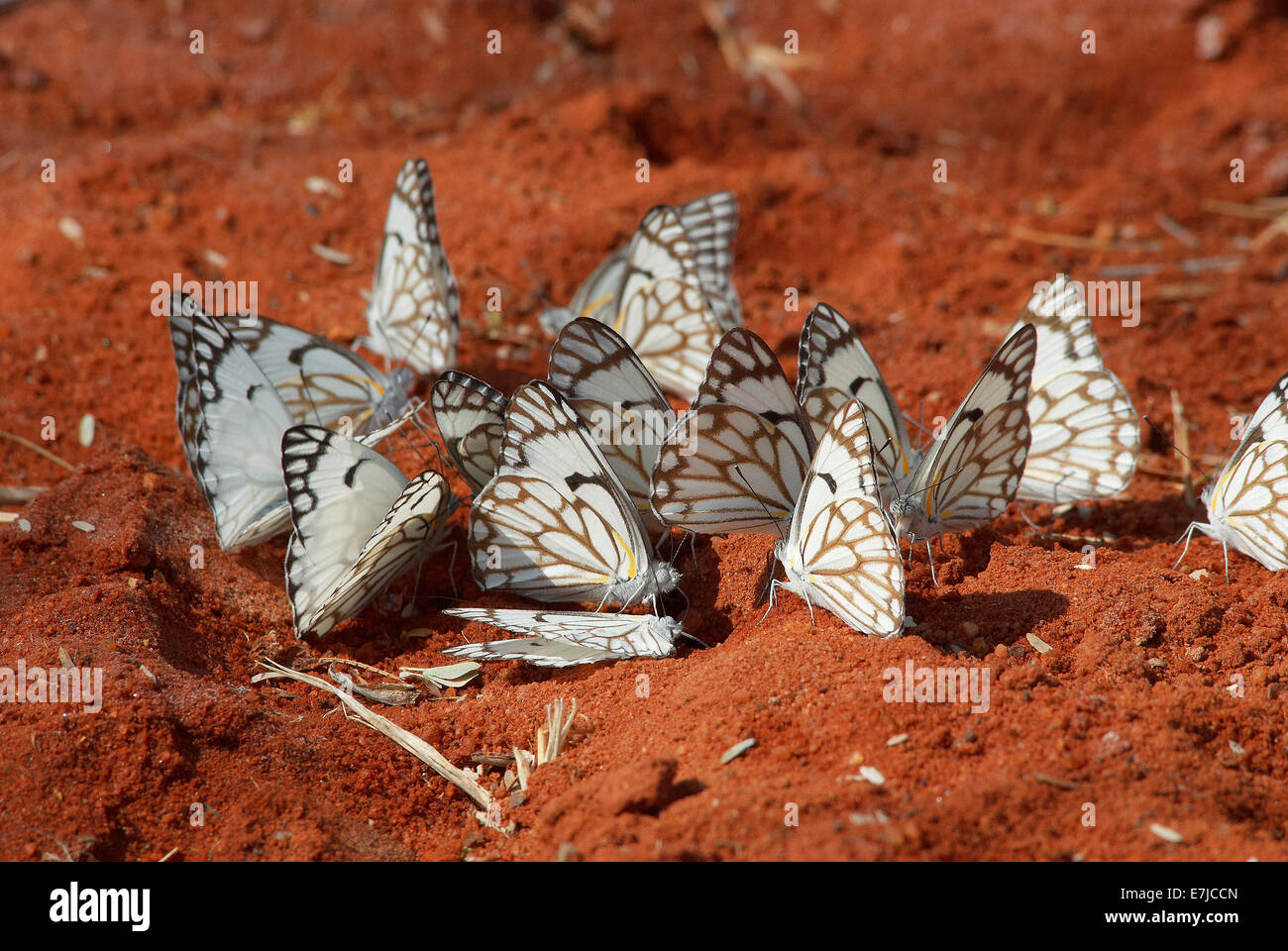 Afrika, leichtfertig, Kalahari, Lepidoptera, Namibia, Schmetterling, Insekten., Stockfoto