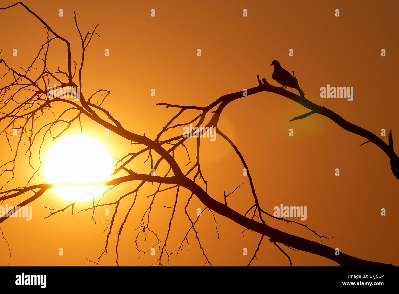 Afrika, Kleinigkeit, Bäume, Sonnenuntergang, Zweig, Knoten, Namibia, Vogel, Stockfoto