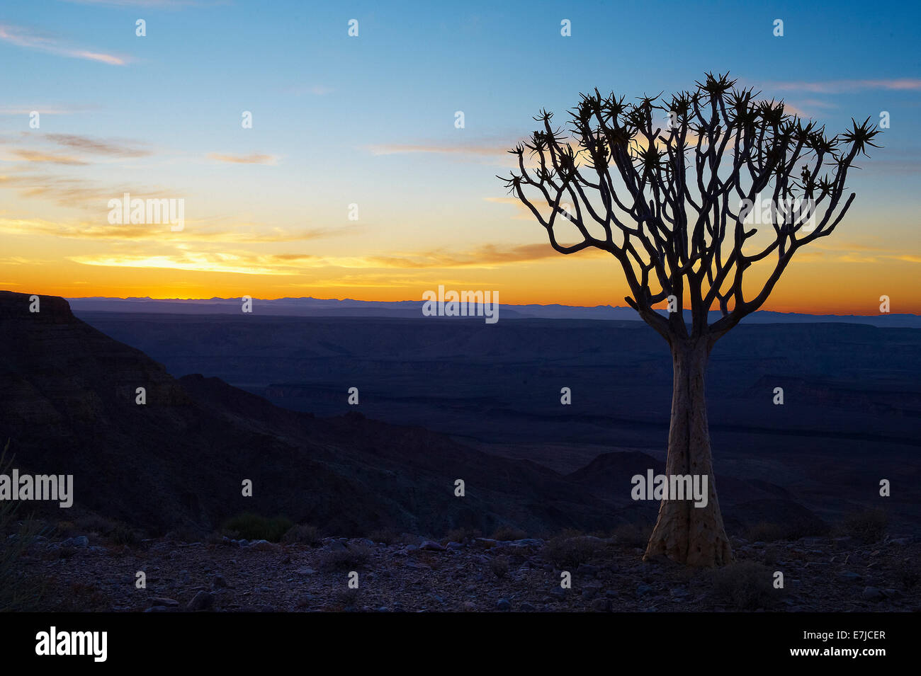 Afrika, blaue Stunde, Klippe, Fish River, Köcher Baum, Namibia, Sonnenaufgang, Baum, Stockfoto