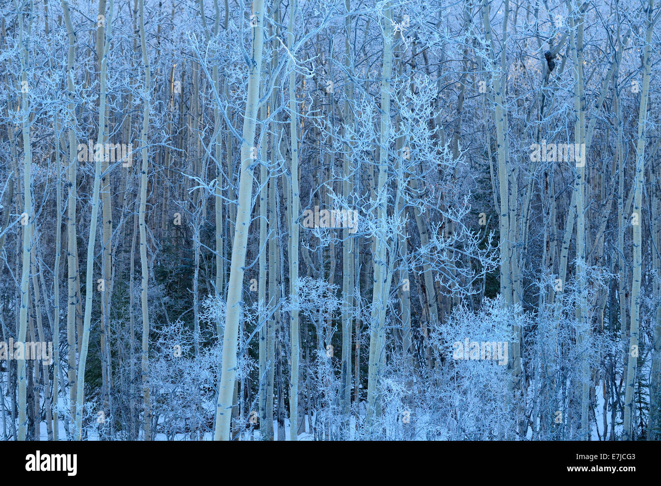 USA, USA, Amerika, Alaska, Fairbanks, Far North, Interieur, Aspen, Winter, Wald, Bäume Stockfoto