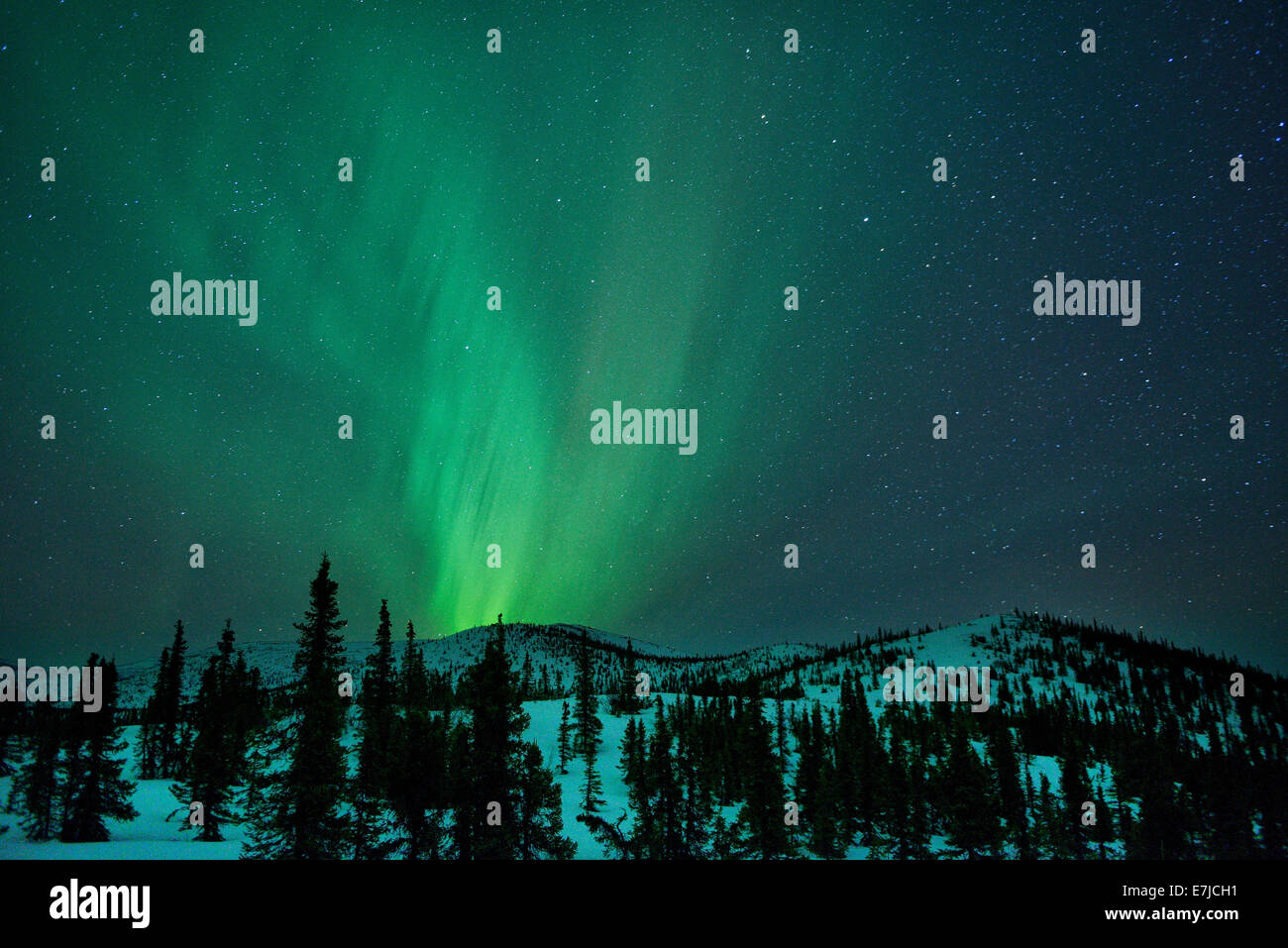 USA, Vereinigte Staaten, Amerika, Alaska, Fairbanks, leuchtet Chena Hot Springs, Winter, Aurora Borealis, Norden Stockfoto