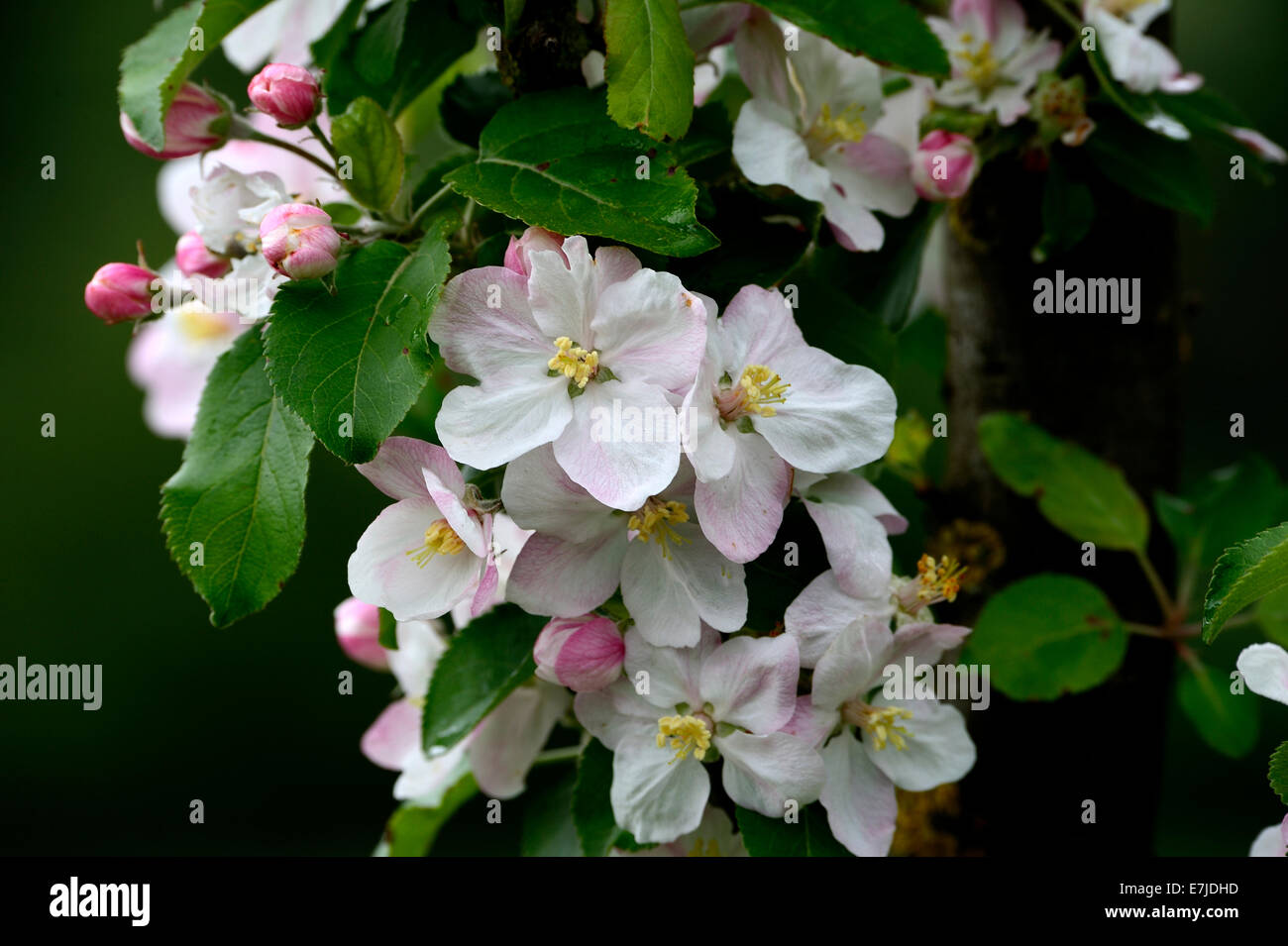 Blüten, Frühling, Baum Blüte, zarte Blüten, Sprossen, Obst Blüten, Blütenblätter, Deutschland, Europa, Stockfoto