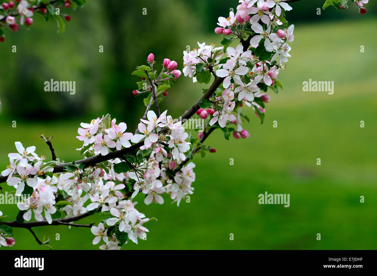 Blüten, Frühling, Baum Blüte, zarte Blüten, Sprossen, Obst Blüten, Blütenblätter, Deutschland, Europa, Stockfoto