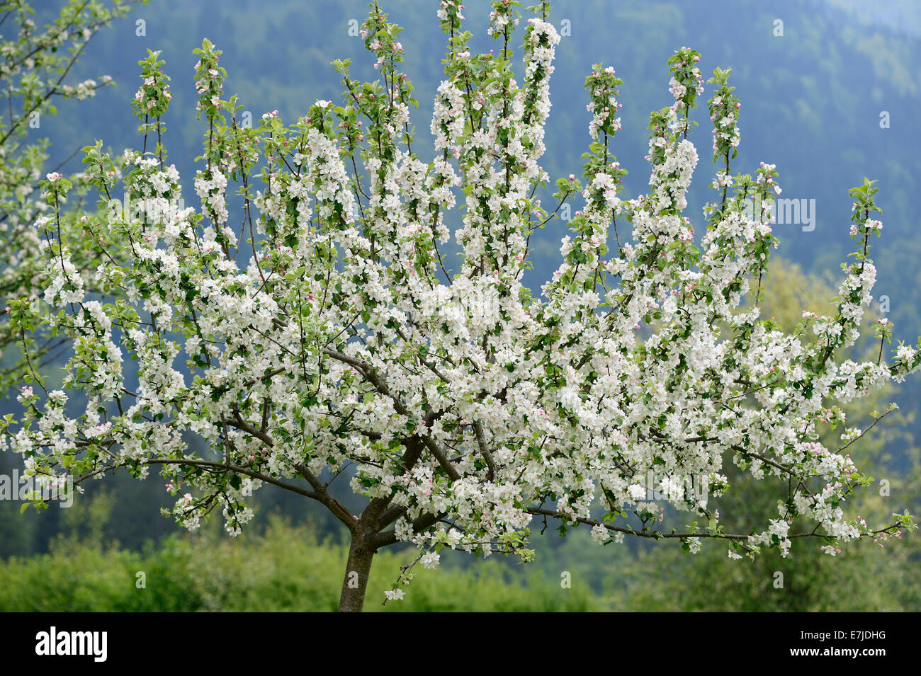 Blüten, Frühling, Baum Blüte, zarte Blüten, Sprossen, Obst Blüten, Blütenblätter, Deutschland, Europa, Stockfoto