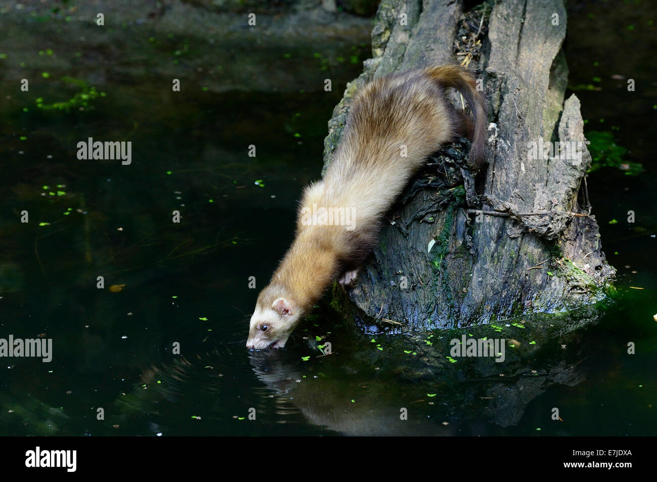 Iltis, Tier, Marder-Like, Iltissen, europäischen Iltis, Raubtier, nachtaktive Räuber, Mustela Putorius, Fell Tier, Pelz, Nacht Stockfoto