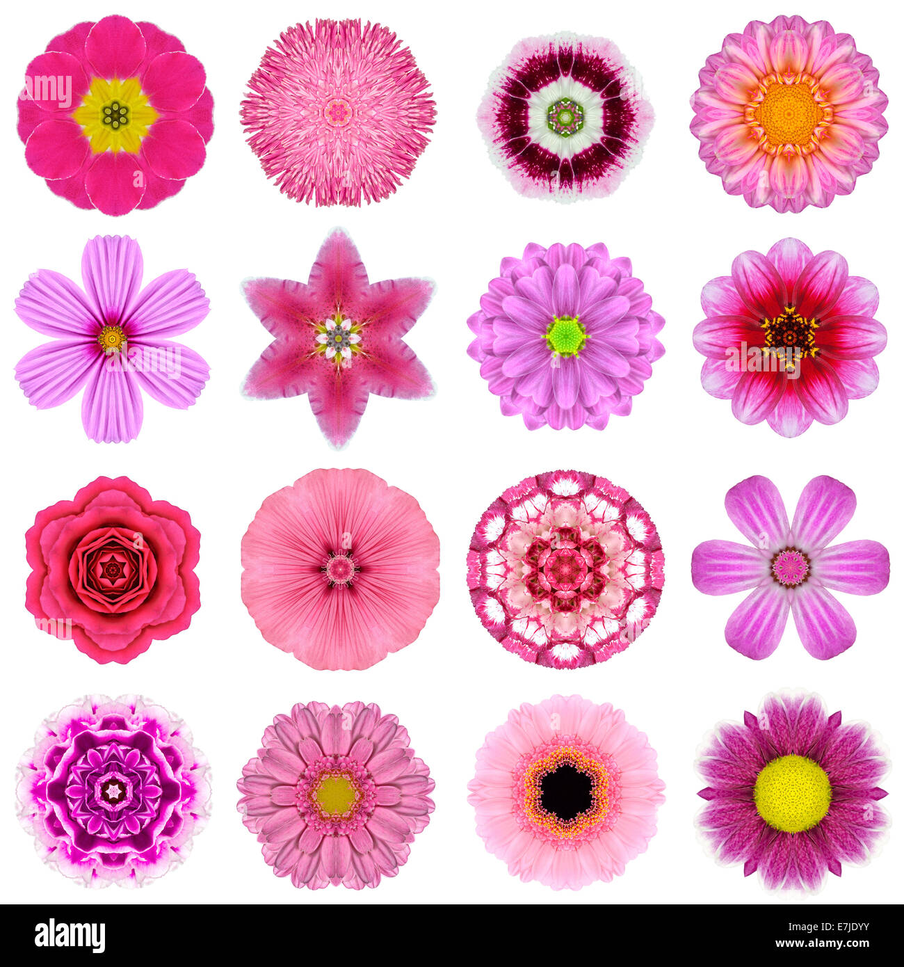 Große Sammlung von verschiedenen lila konzentrische Muster Blumen. Kaleidoskopische Mandala-Muster, Isolated on White Background. Konzen Stockfoto