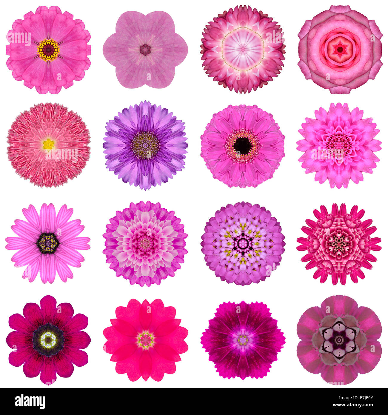 Große Sammlung von verschiedenen rosa konzentrische Muster Blumen. Kaleidoskopische Mandala-Muster, Isolated on White Background. Waschmittelkonzentrat Stockfoto
