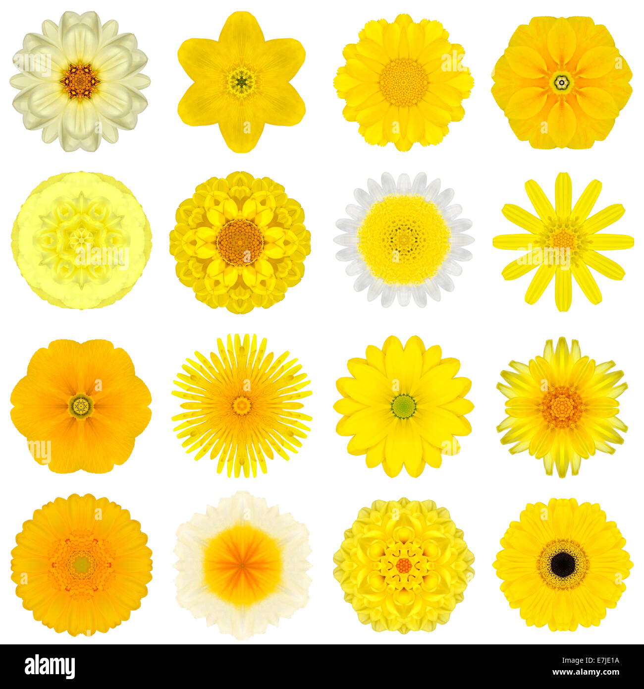 Große Sammlung von verschiedenen gelben konzentrische Muster Blumen. Kaleidoskopische Mandala-Muster, Isolated on White Background. Konzen Stockfoto