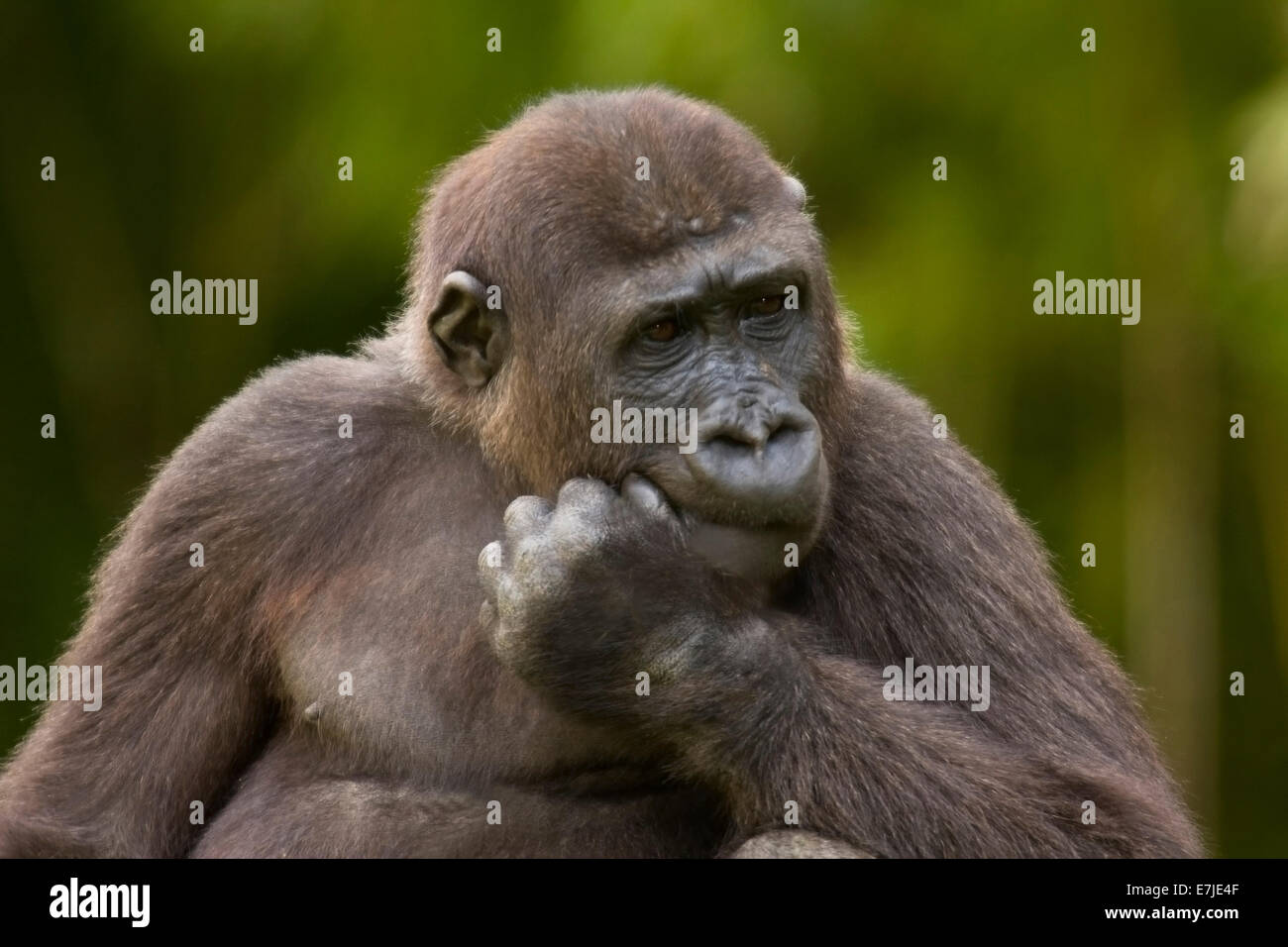 Affe, schlichte Gorilla, Gorilla, Landwirbeltiere, Ape, Ape-Porträt, Primas, Silber zurück, Säugetier, Western Stockfoto