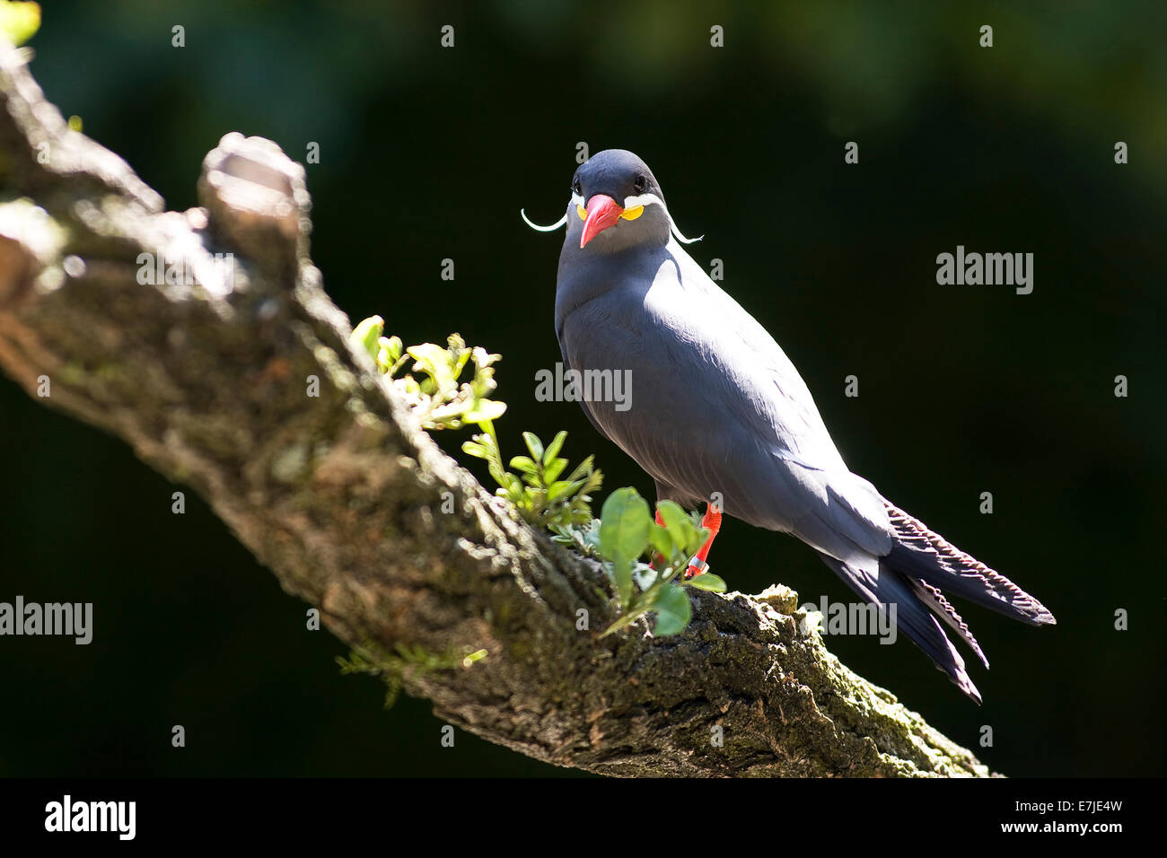 Beute, Chile, chilenische, Hirundinidae, Inca, Südamerika, südamerikanisch, schlucken, Seeschwalbe, Sternidae, Vogel, Inka-Seeschwalbe, Larosterna ich Stockfoto