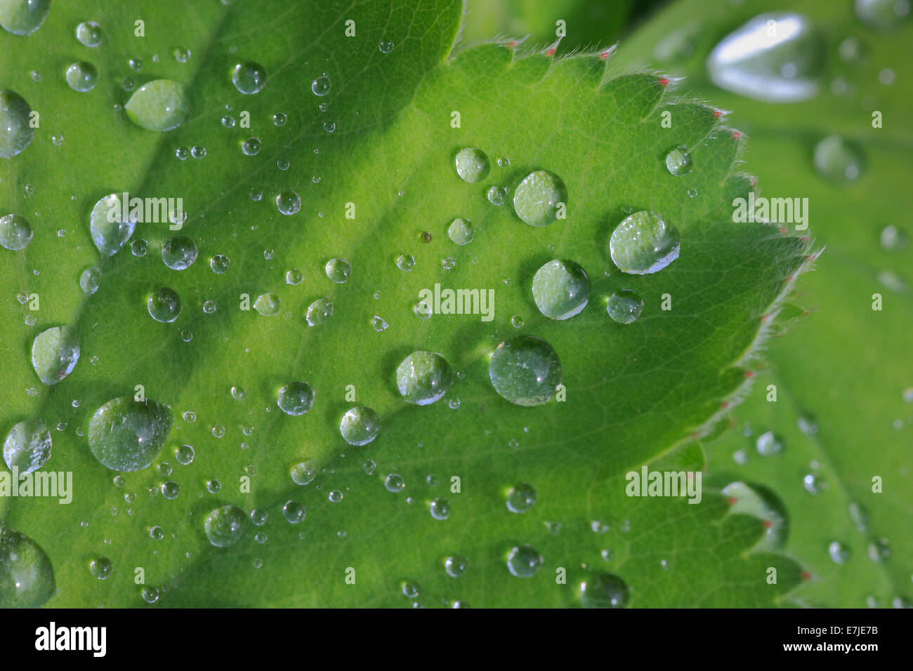 Alchemilla, Blatt, Detail, Frauenmantel, Gartenpflanze, Hintergrund, Makro, Muster, Nahaufnahme, Pflanzen, Regen, Regentropfen, der Schweiz, Stockfoto