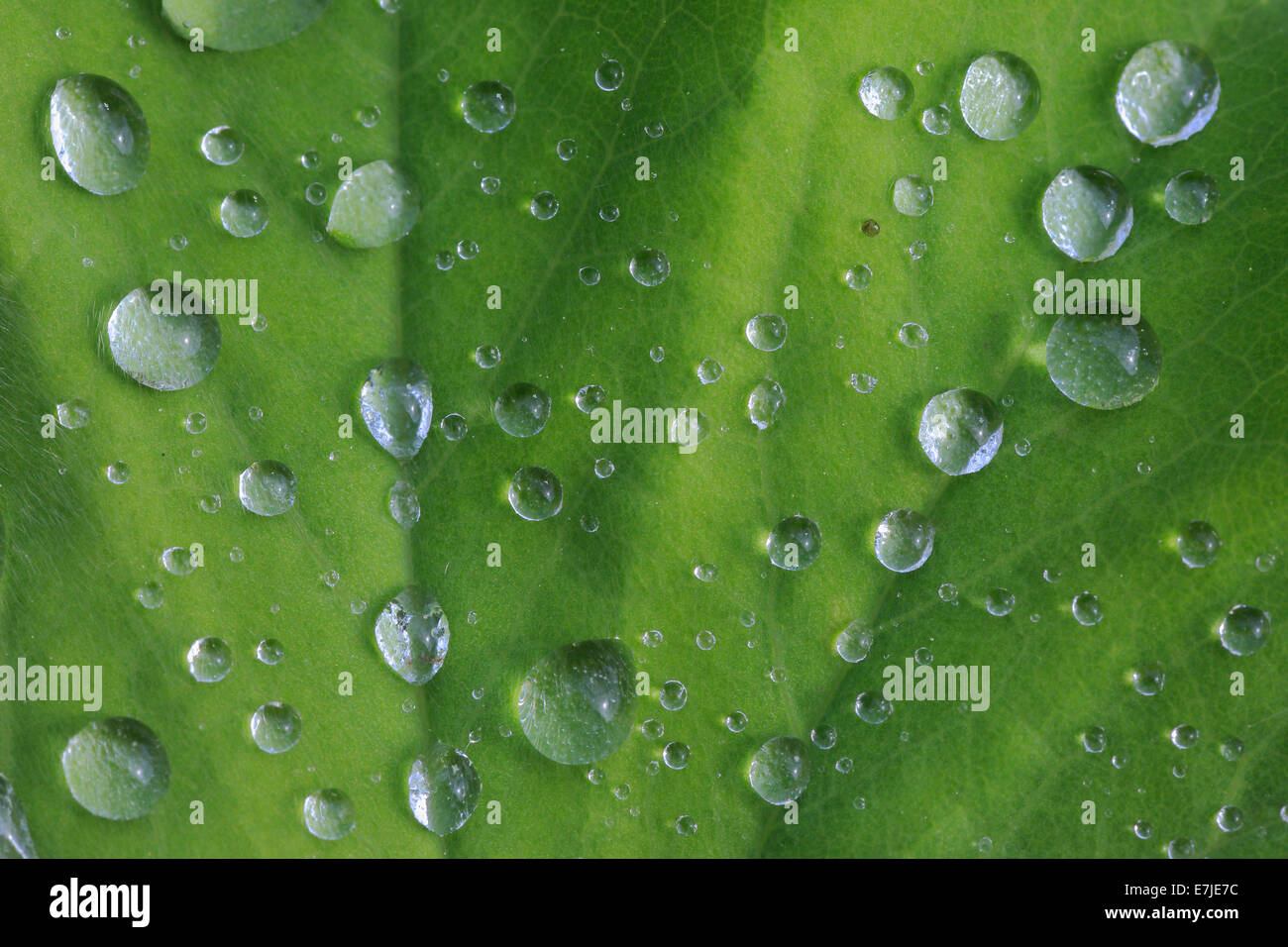 Alchemilla, Blatt, Detail, Frauenmantel, Gartenpflanze, Hintergrund, Makro, Muster, Nahaufnahme, Pflanzen, Regen, Regentropfen, der Schweiz, Stockfoto