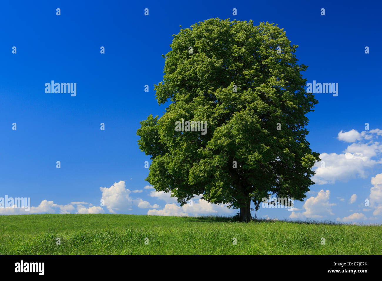Baum, Frühling, Himmel, Linde, Naturschutz, Schweiz, Zürich Oberland, Zürich, blauer Himmel, ein, einzelne, einzelnen, großen, Stockfoto