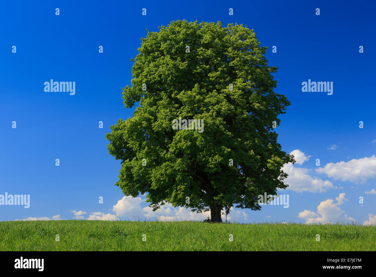 Baum, Frühling, Himmel, Linde, Naturschutz, Schweiz, Zürich Oberland, Zürich, blauer Himmel, ein, einzelne, einzelnen, großen, Stockfoto