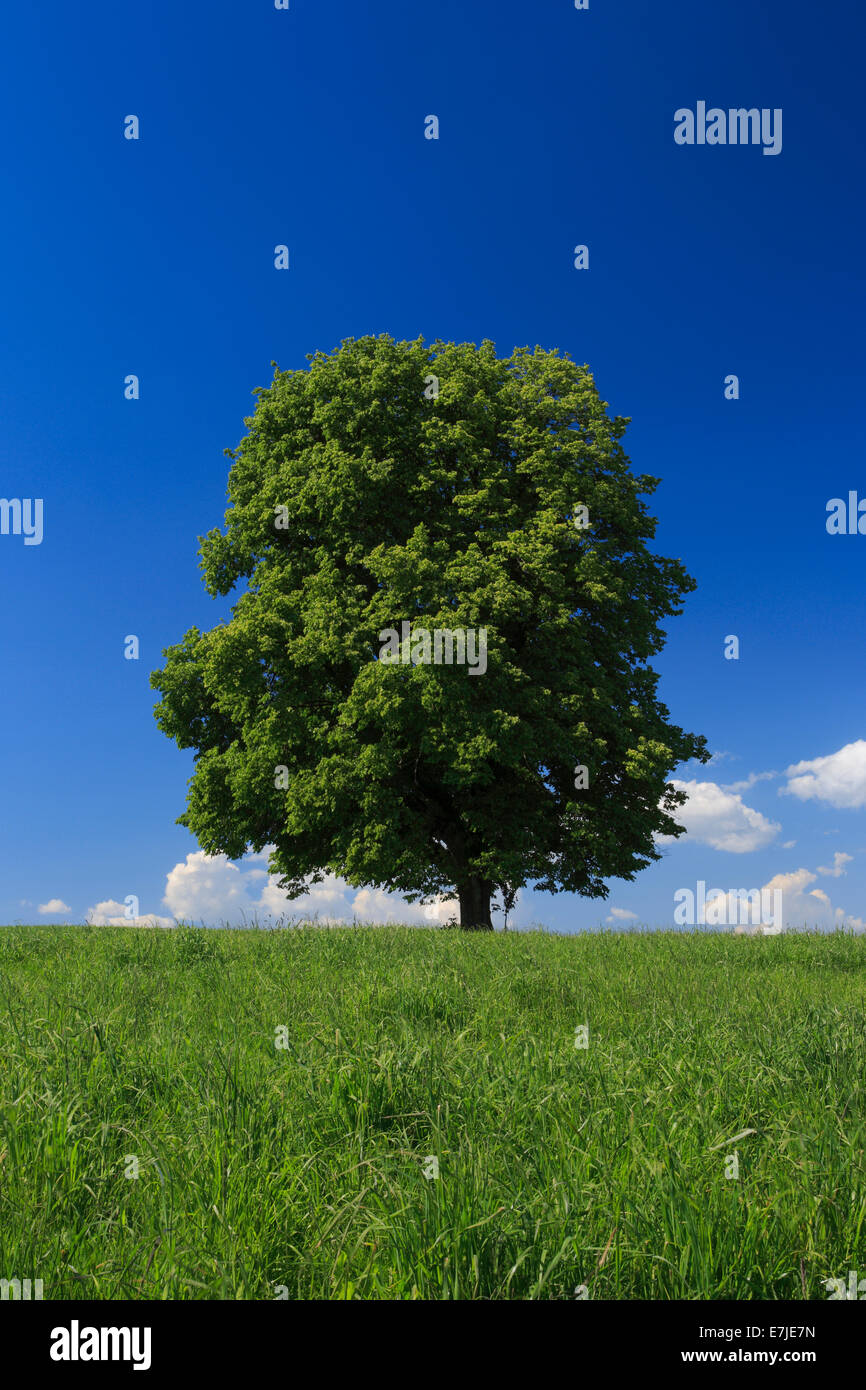 Baum, Frühling, Himmel, Linde, Naturschutz, Schweiz, Zürich Oberland, Zürich, blauer Himmel, ein, einzelne, einzelnen, großen, Stockfoto