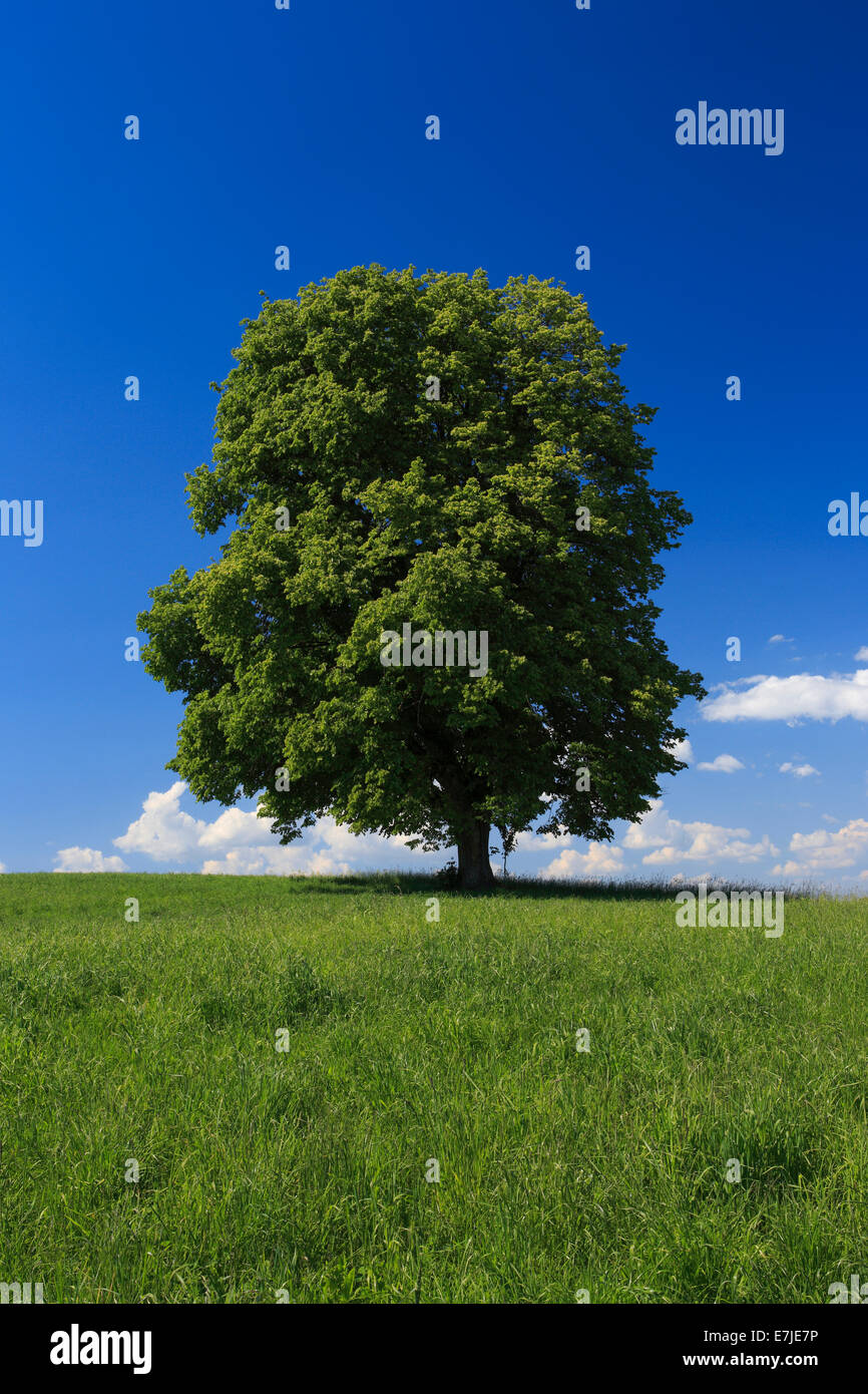 Baum, Frühling, Himmel, Linde, Naturschutz, Schweiz, Zürich Oberland, Zürich, blauer Himmel, ein, einzelne, einzelnen, großen, Stockfoto