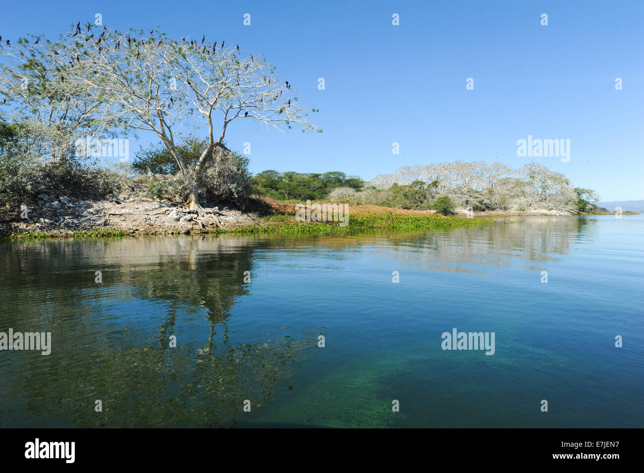 Mittelamerika, Suchitlan, Suchitoto, Amerika, Vogelinsel, Vögel, Kormoran, El Salvador, Fischadler, Gaze, Isla Los Pájaros, Stockfoto