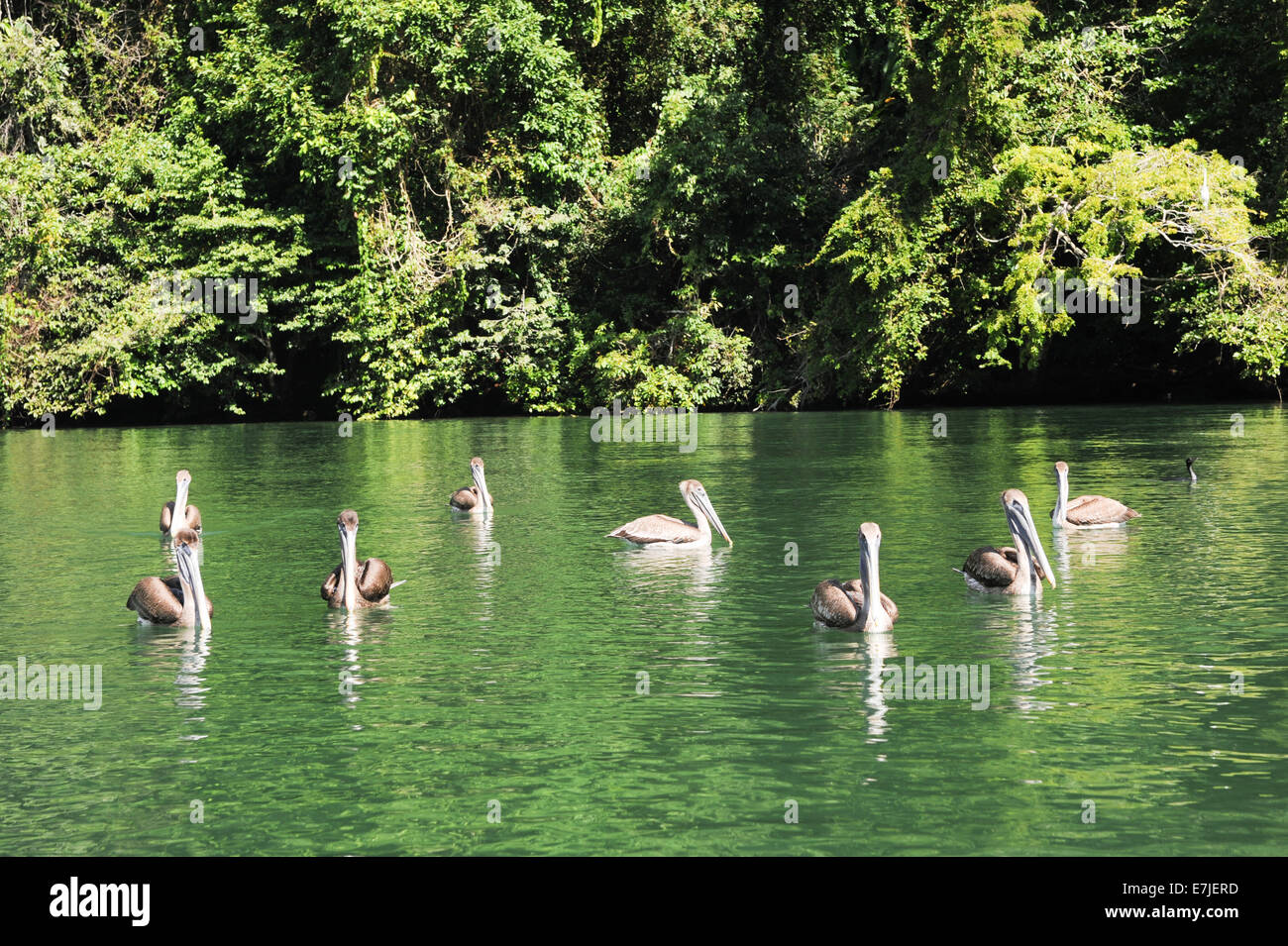 Guatemala, Mittelamerika, Rio Dulce, Vogel, braun, Federn, Livingston, Natur, Tier, Pelecanus, Pelikan, Pelicano, Fluss, s Stockfoto