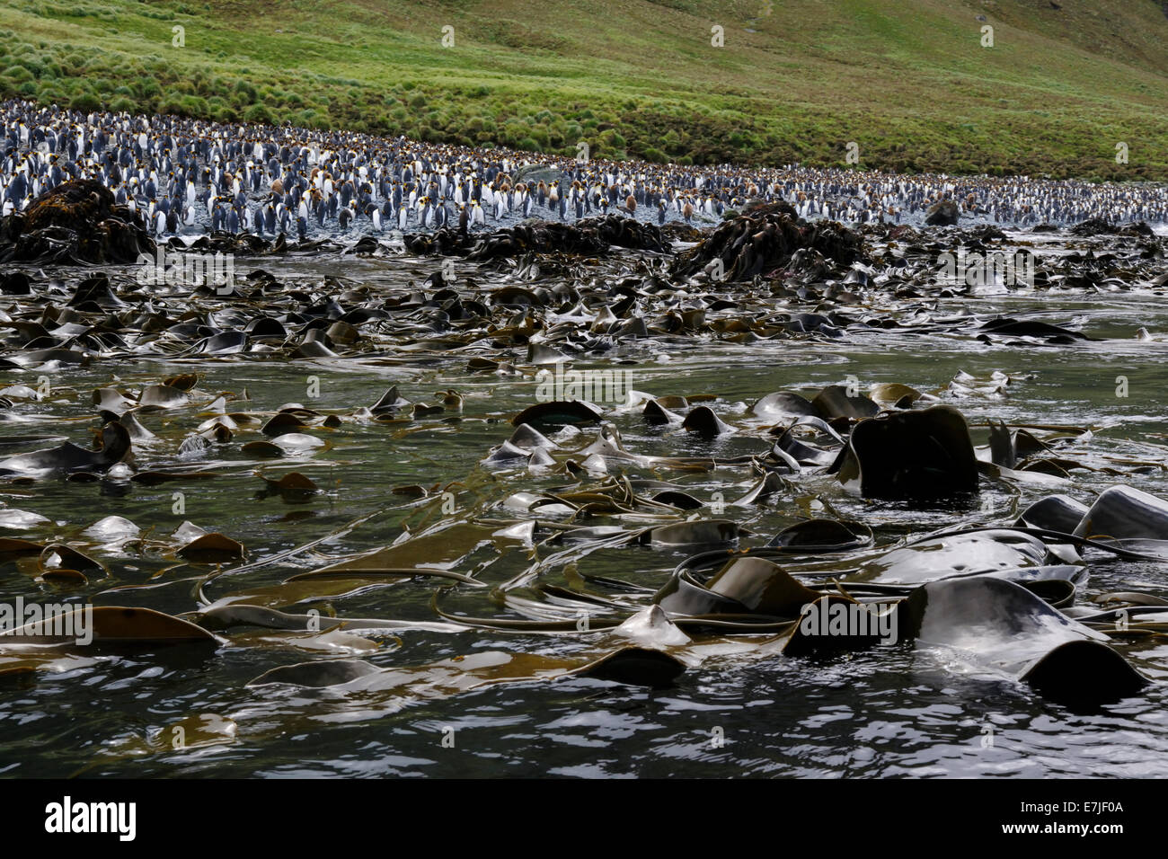 Königspinguin (Aptenodytes Patagonicus) Kolonie auf den Strand von Lusitania Bucht, Seetang (Phaeophyceae) vor Stockfoto