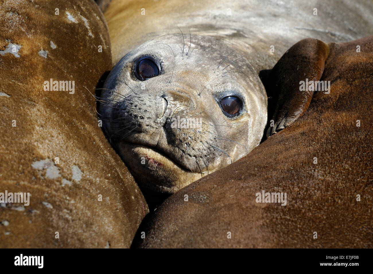 Südlichen See-Elefanten (Mirounga Leonina) Porträt mit Kopf ruht zwischen anderen Stockfoto