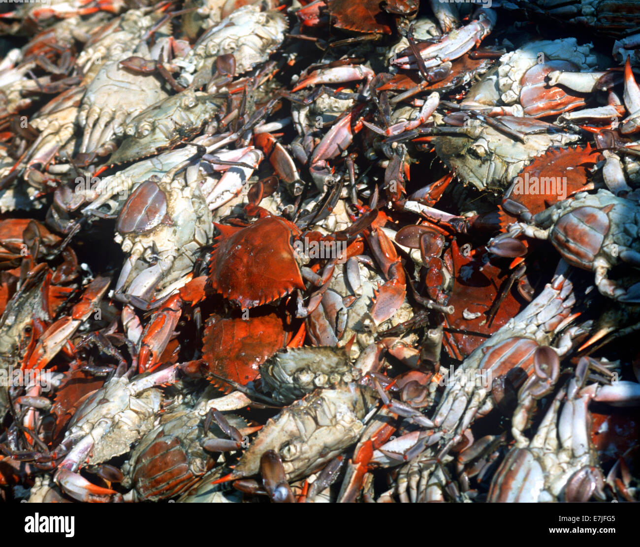 Crisfield, harte Krabbe Derby, Ostufer, Maryland Stockfoto