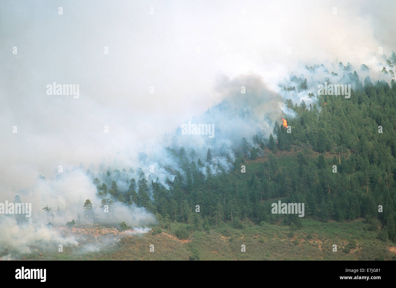 Waldbrand, Durango, Colorado Stockfoto