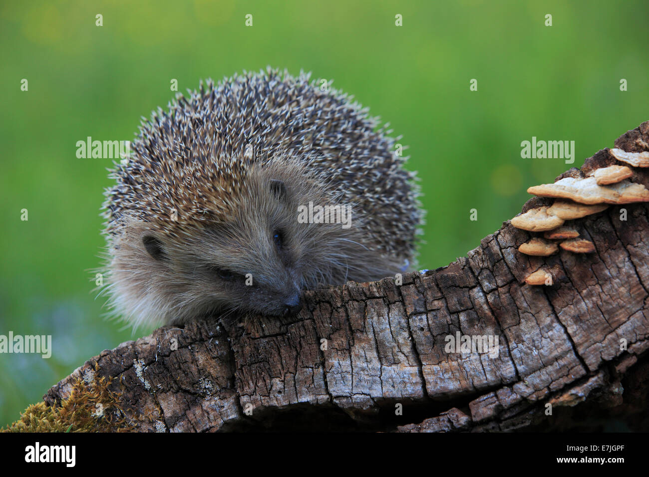 Baum, Baumstumpf, gemeinsame Igel, Erinaceus Europaeus, Europäische Igel, Frühling, Holz, Igel, Insektenfresser, Schweiz, Stiche, p Stockfoto