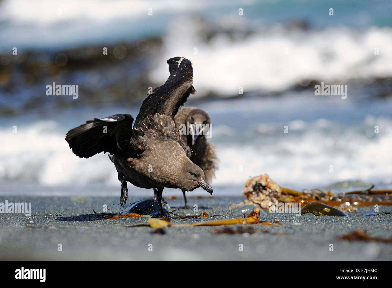 Braune Skua (Stercorarius Antarcticus) kämpfen am Strand mit Meer im Hintergrund auf einer subantarktischen Macquarie Island, Australien. Stockfoto