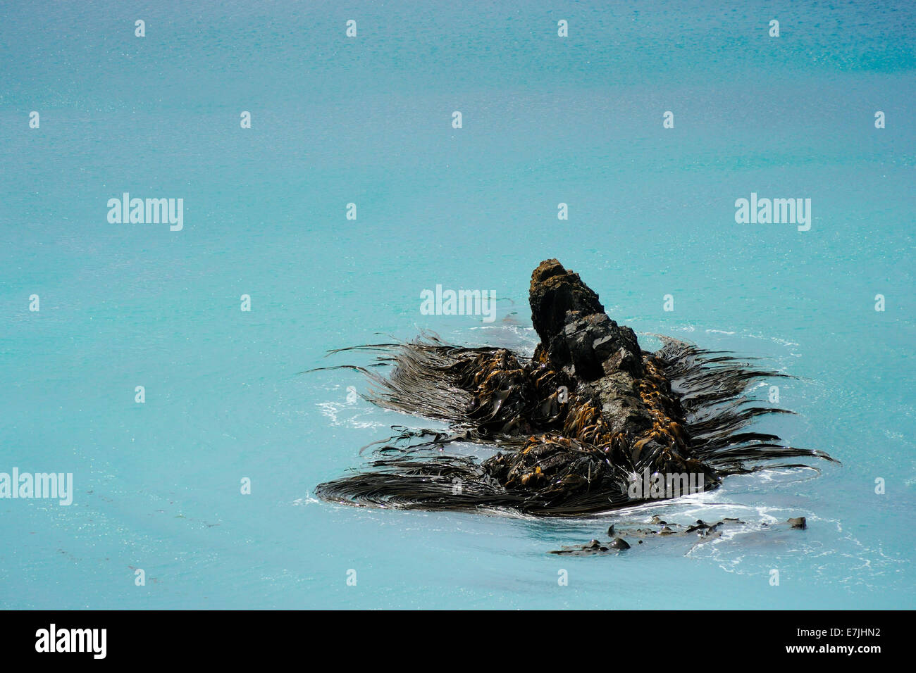 Braunalgen (Phaeophyceae) auf einem Felsen im subantarktischen Ozean, Macquarie Island, Australien. Stockfoto