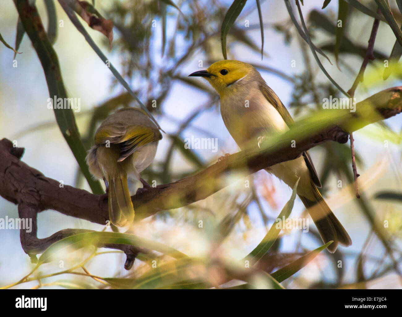 Weißer Federbusch Honigfresser, Lichenostomus penicillatus Stockfoto