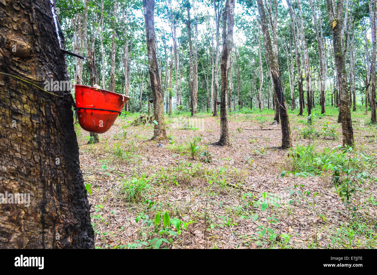 Latex, gesammelt von einem Hevea-Baum in der Firestone Natural Rubber Company-Plantage in Liberia Stockfoto
