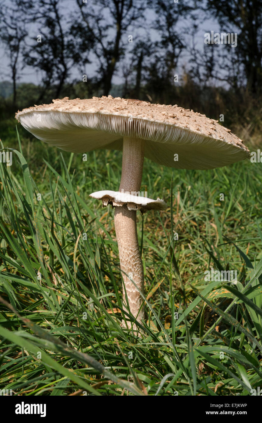 Parasol Pilz Macrolepiota Procera wachsen auf Abel Heide Norfolk Stockfoto