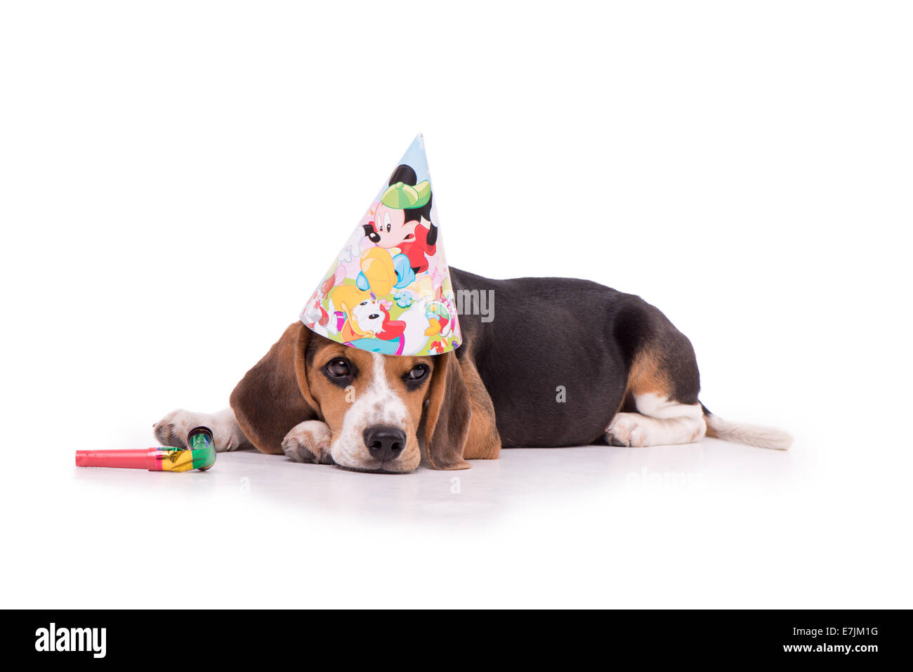 Maturi Blanko-Glückwunschkarte Mit Beagle-Bild – Hochwertige Grußkarte, 300 G/m², Inkl. Umschlag, Made In UK