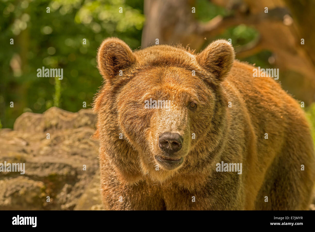 Braunbär (Ursus Arctos) zu Fuß in Richtung der Kameras Stockfoto