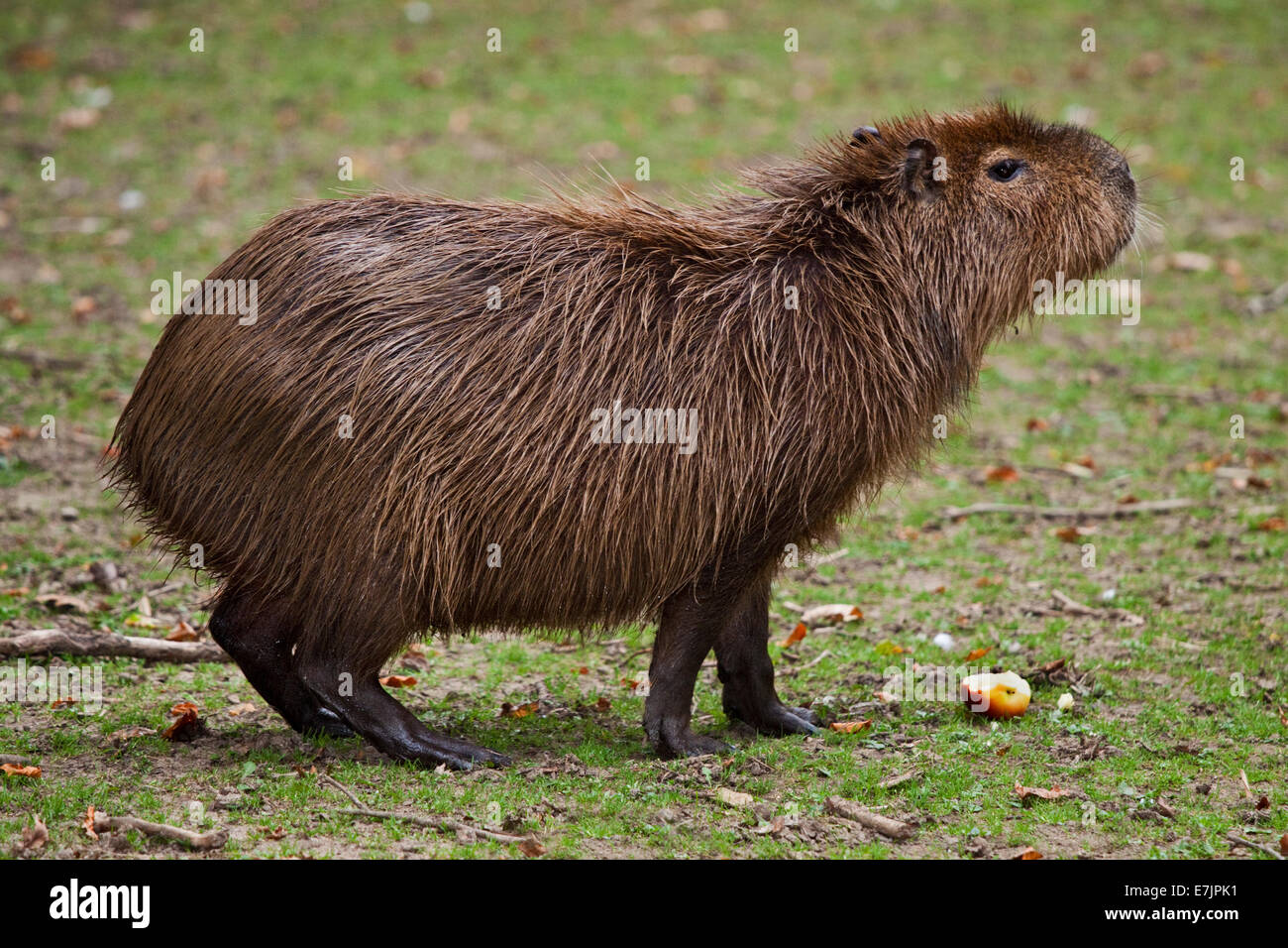 Wasserschweine (Hydrochoerus Hydraochaeris) nass nach dem Baden Stockfoto
