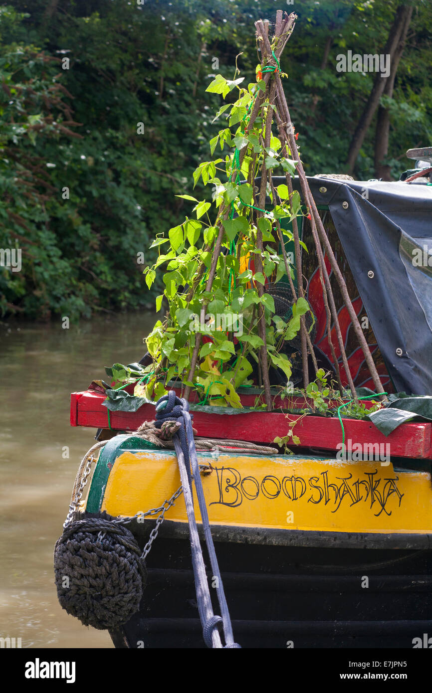 Anbauen von Läuferbohnen auf dem Schmalbootschiff Boomshanka auf dem Kennet und Avon Canal, Devizes, Wiltshire, England, Großbritannien im August Stockfoto