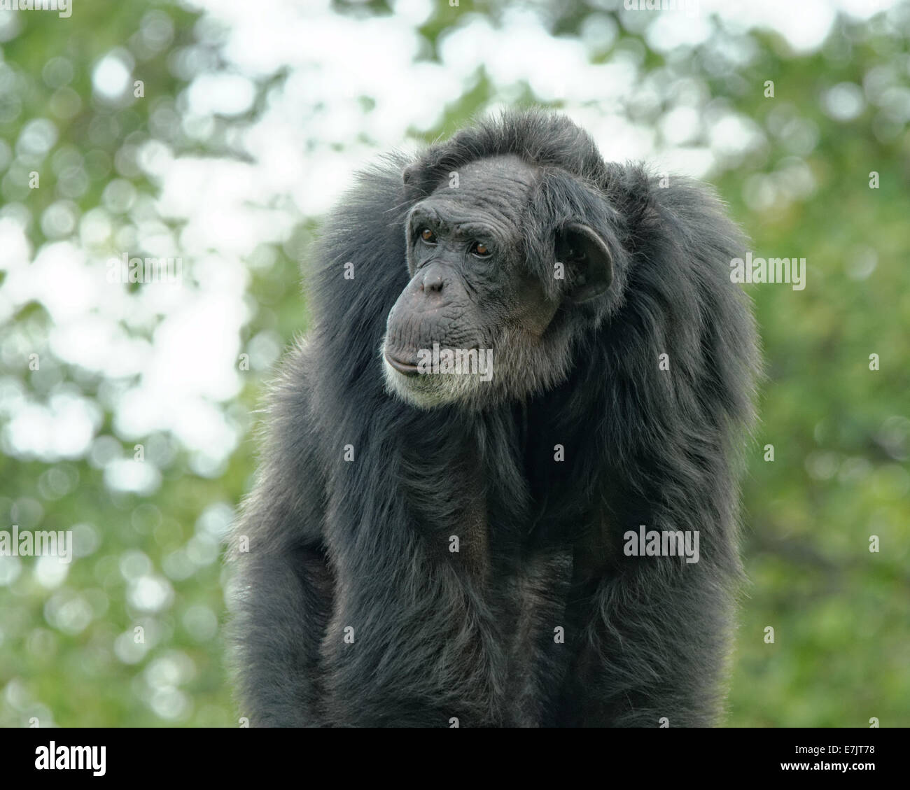 Gemeinsame Schimpanse (Pan Troglodytes), auch bekannt als robuste Schimpanse, ist eine Art von Menschenaffen. Stockfoto