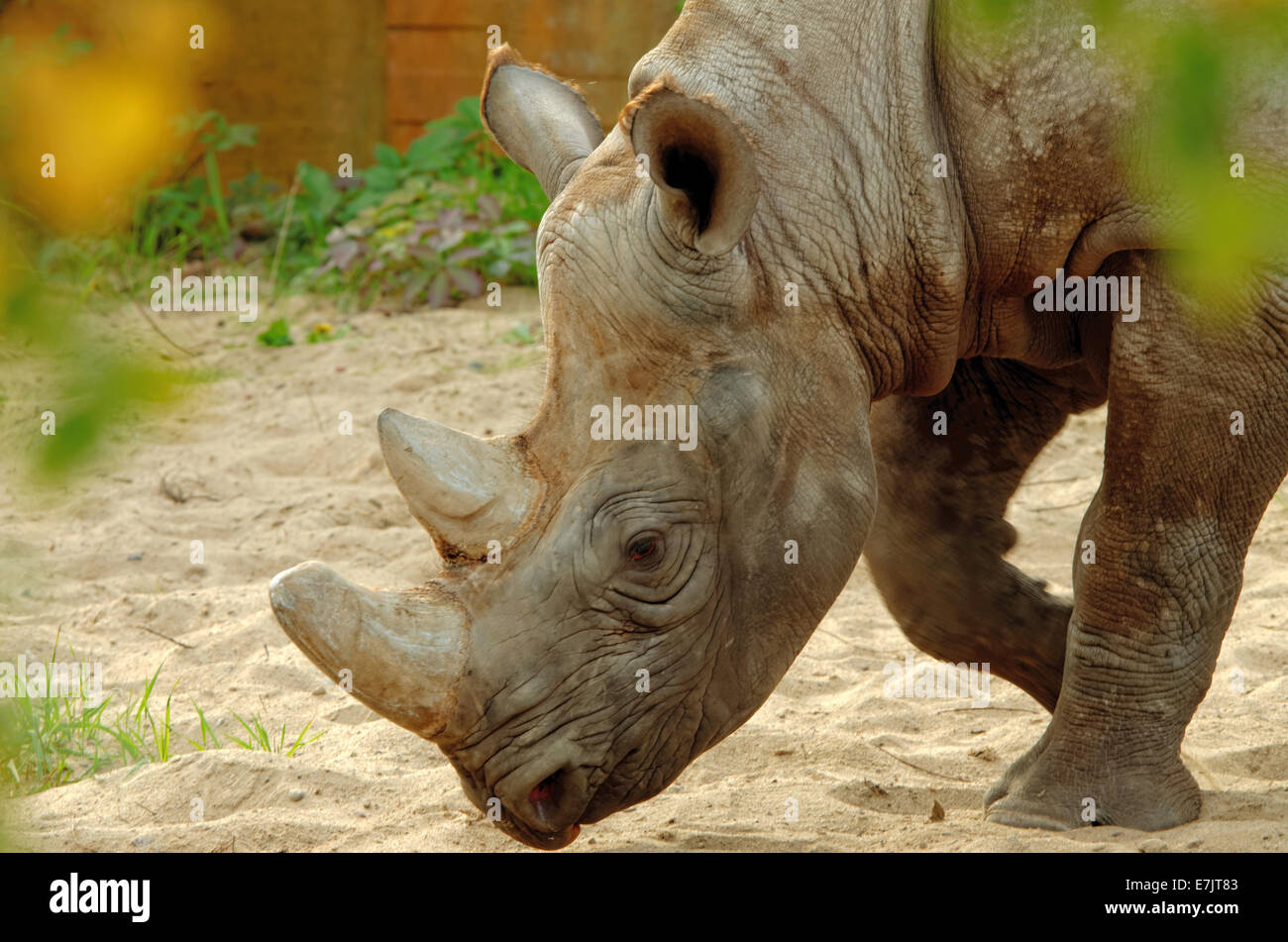 Schwarze Nashorn oder Haken-lippige Rhinoceros (Diceros Bicornis) ist eine Art von Nashorn, ursprünglich aus Ost- und Zentralafrika. Stockfoto