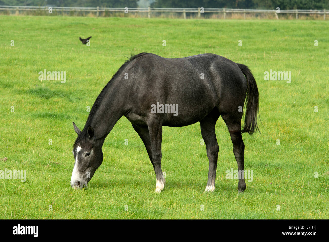 Ein graues Pferd auf der Wiese, Warwickshire, UK Stockfoto