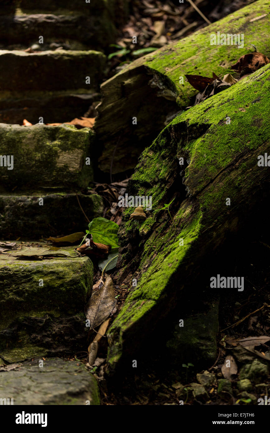 Protokolle, moosbedeckten in Palenque, Chiapas, Mexiko Stockfoto